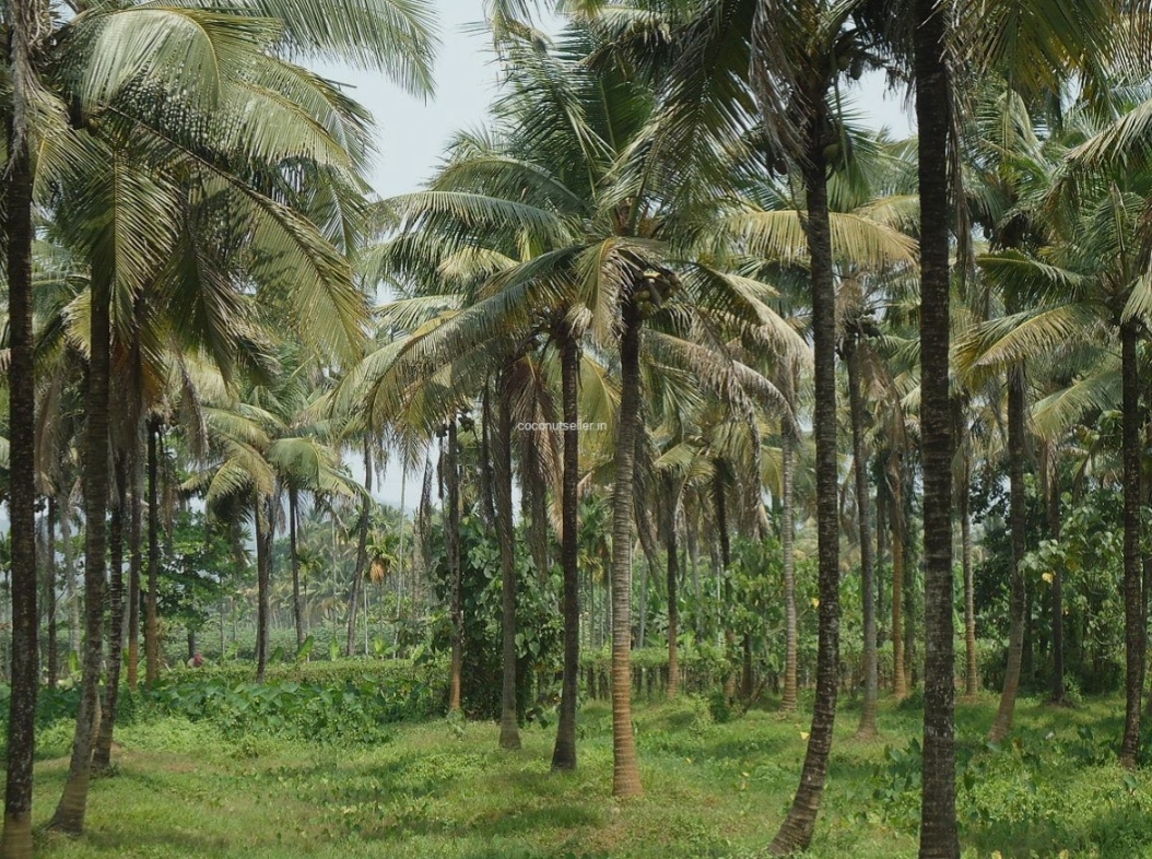 For sale 8 acres coconut farm at Mettur, Salem, Tamil Nadu